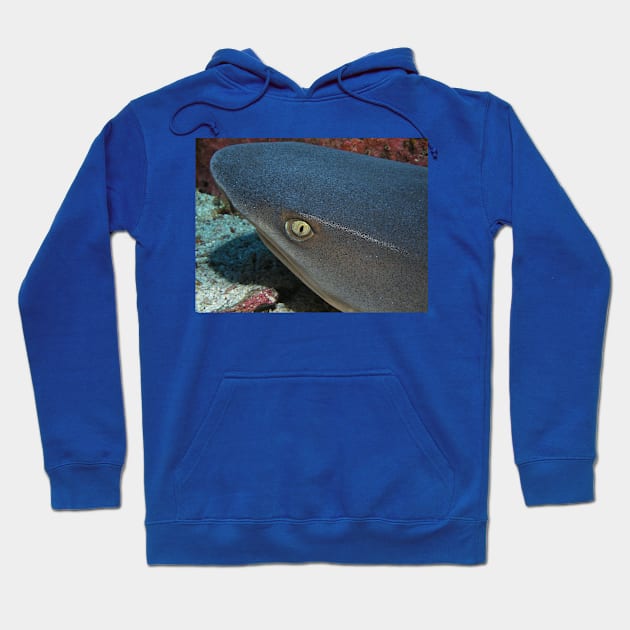 The Eye of a White Tip Reef Shark Hoodie by jbbarnes